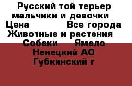 Русский той-терьер мальчики и девочки › Цена ­ 8 000 - Все города Животные и растения » Собаки   . Ямало-Ненецкий АО,Губкинский г.